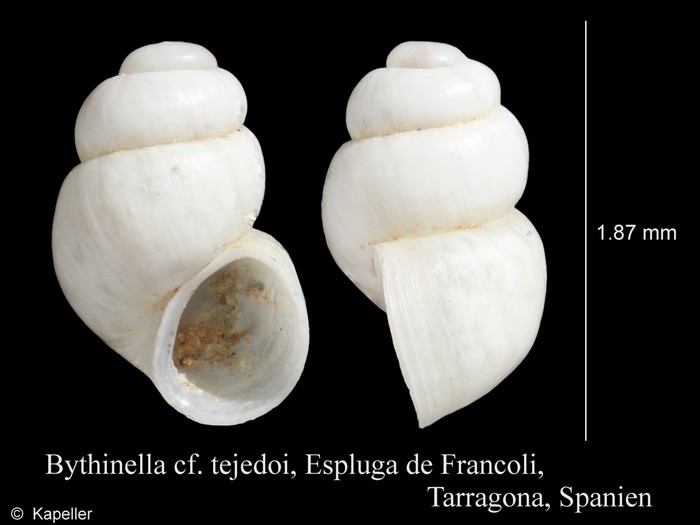 Bythinella tejedoi Bythinella tejedoi