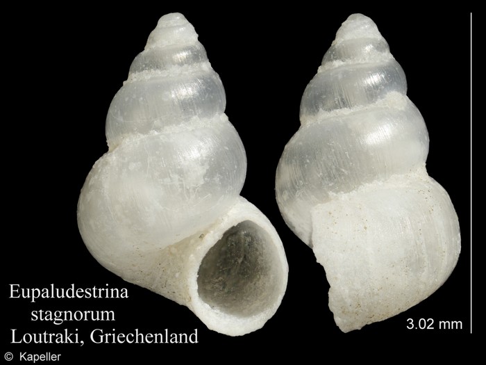 Eupaludestrina stagnorum Eupaludestrina stagnorum