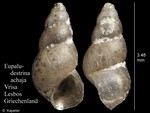 Eupaludestrina achaja