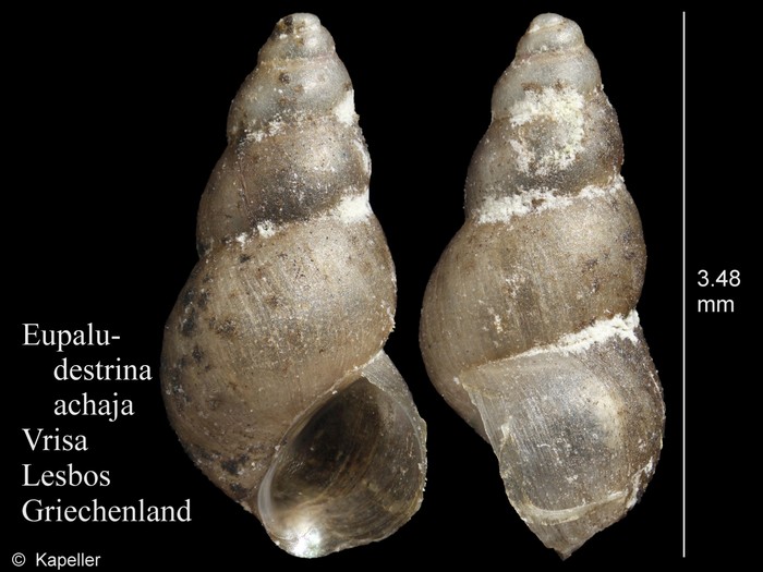 Eupaludestrina achaja