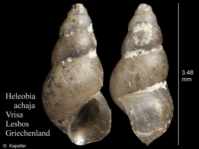Heleobia achaja Heleobia achaja