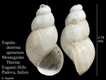 Eupaludestrina aponensis