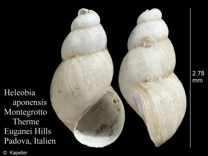 Heleobia aponensis Heleobia aponensis