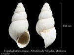 Eupaludestrina macei