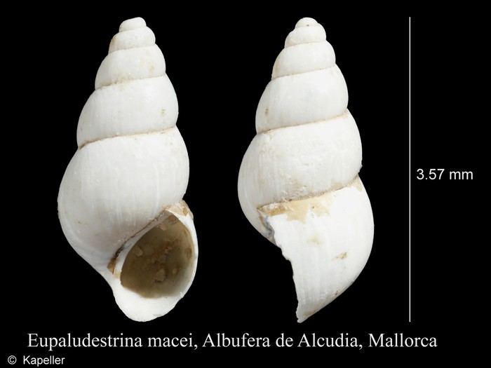 Eupaludestrina macei