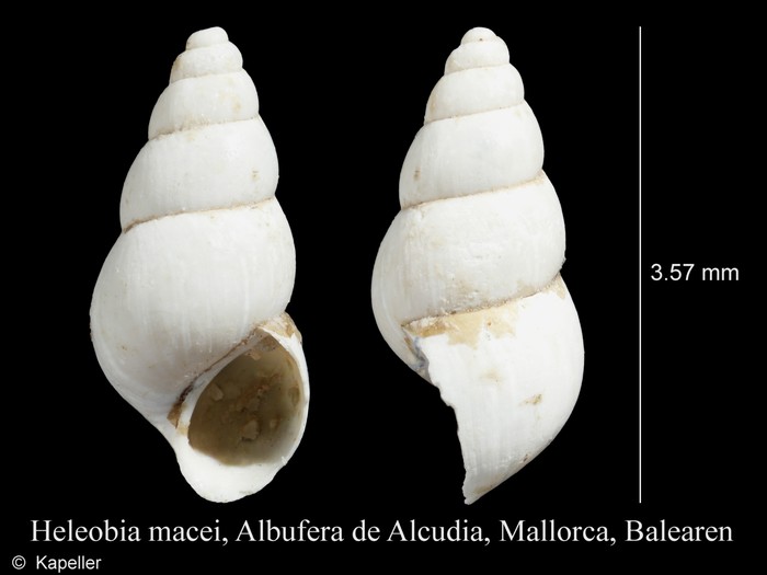 Heleobia macei