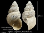 Eupaludestrina steindachneri