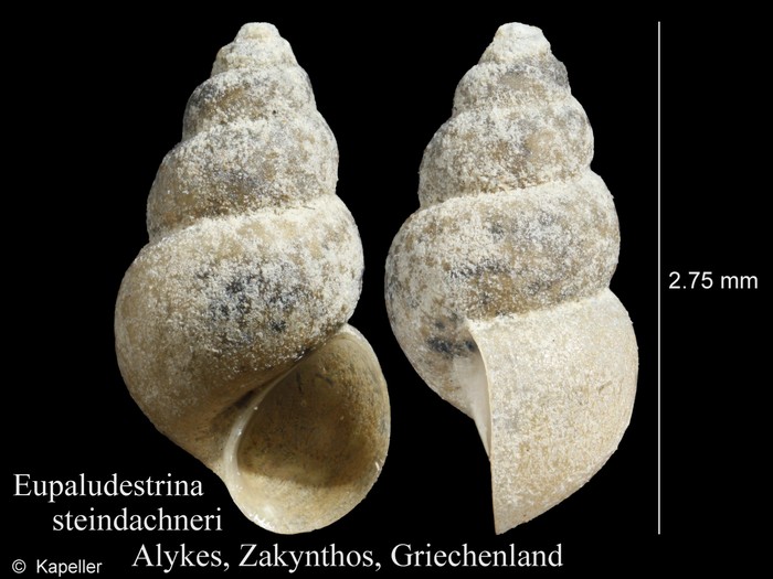 Eupaludestrina steindachneri