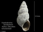 Eupaludestrina steindachneri