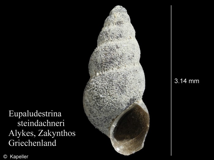 Eupaludestrina steindachneri