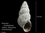Heleobia steindachneri