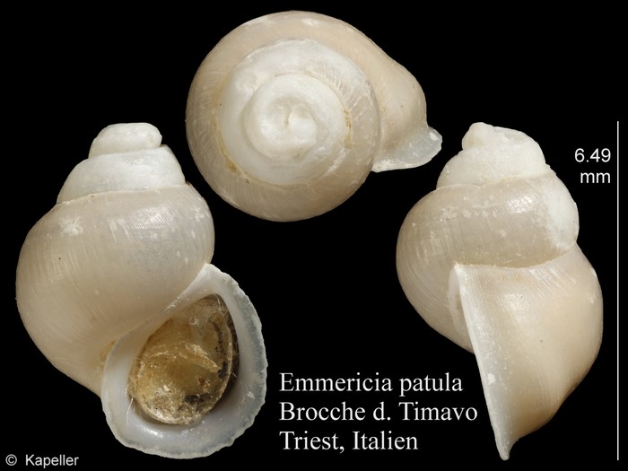 Emmericia patula