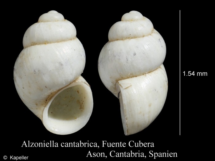Alzoniella cantabrica Alzoniella cantabrica