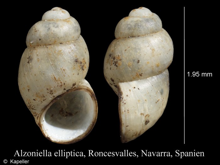 Alzoniella elliptica Alzoniella elliptica