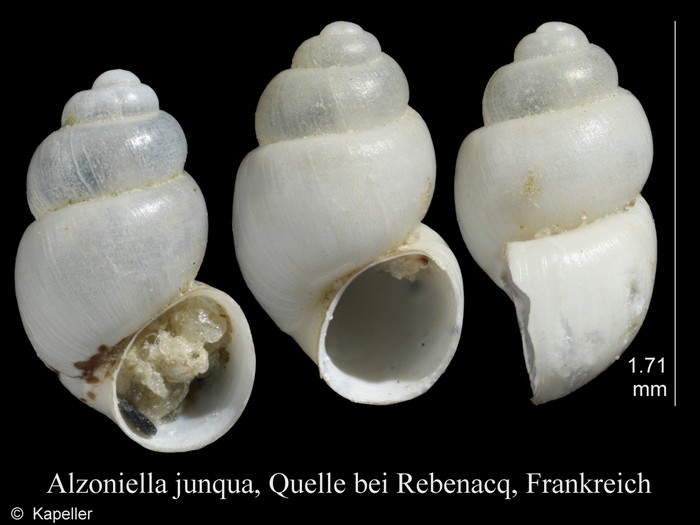 Alzoniella junqua Alzoniella junqua