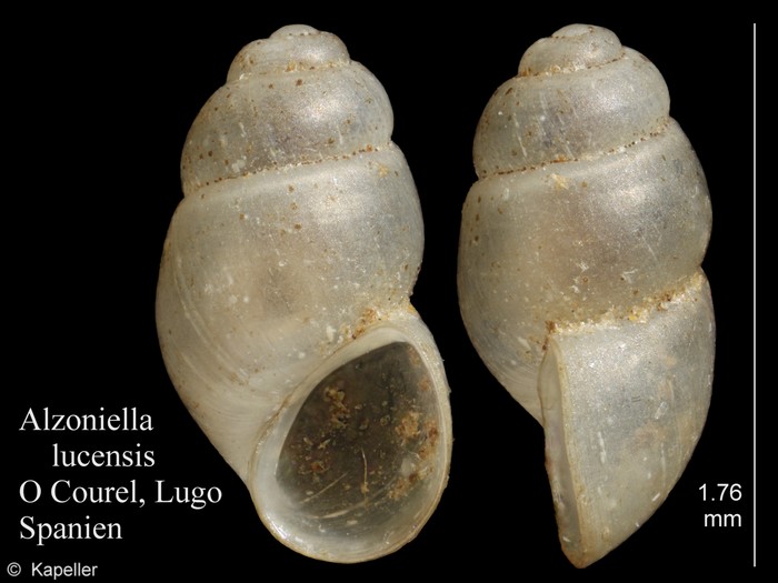 Alzoniella lucensis Alzoniella lucensis