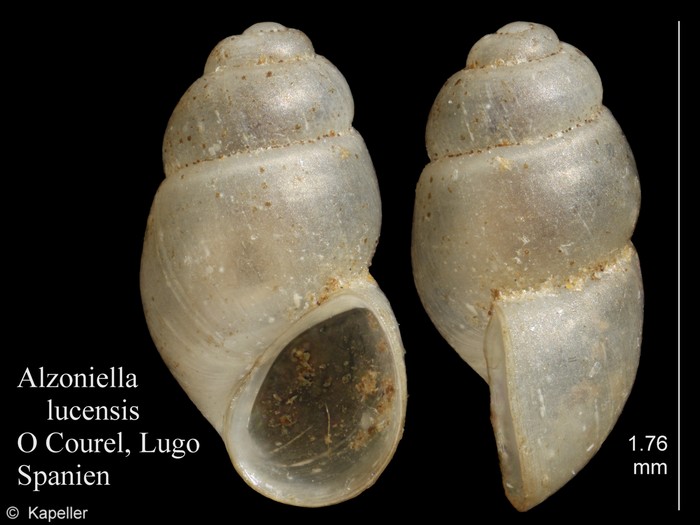 Alzoniella lucensis