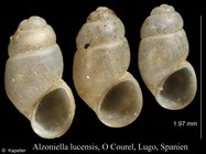 Alzoniella lucensis