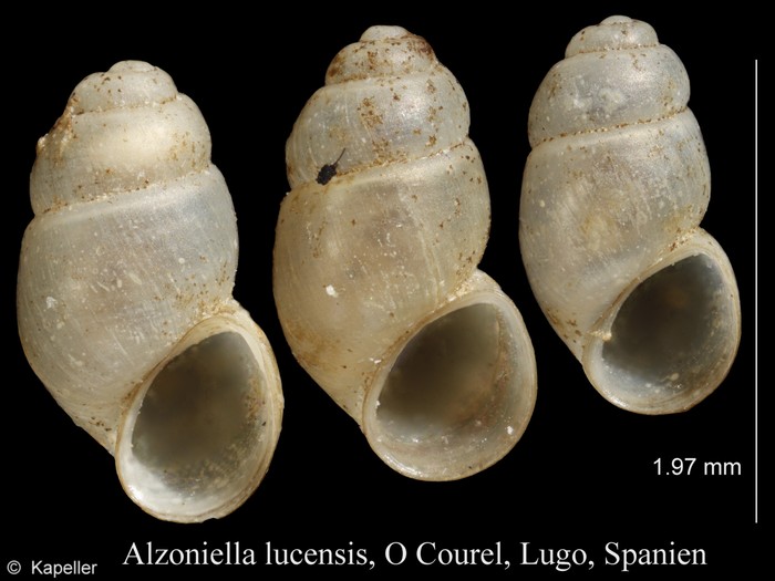 Alzoniella lucensis Alzoniella lucensis
