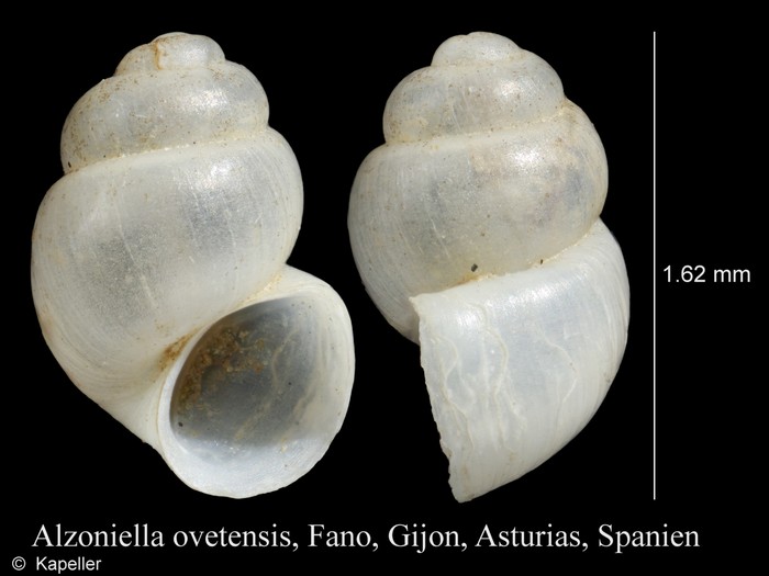 Alzoniella ovetensis Alzoniella ovetensis