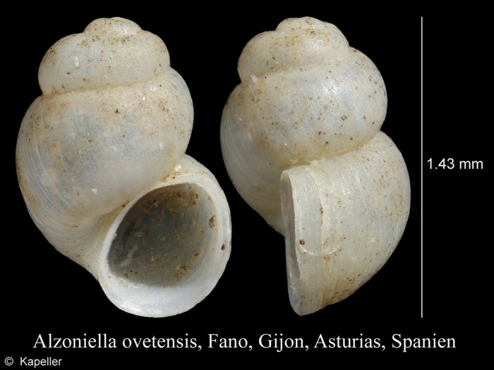 Alzoniella ovetensis Alzoniella ovetensis