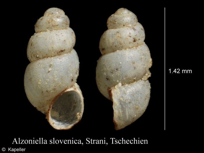 Alzoniella slovenica Alzoniella slovenica