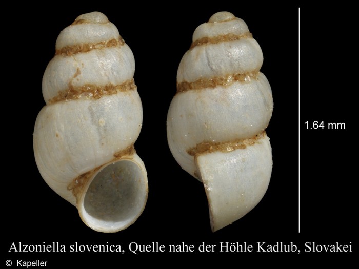 Alzoniella slovenica Alzoniella slovenica