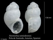 Alzoniella somiedoensis