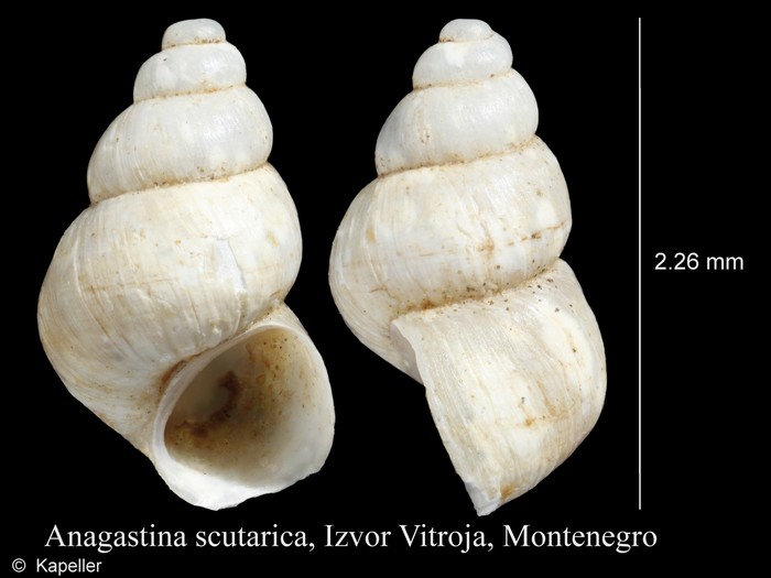 Anagastina scutarica Anagastina scutarica