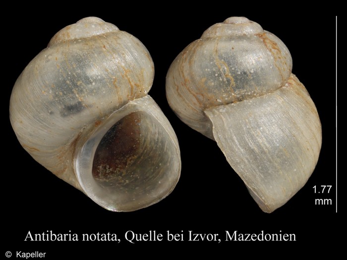 Antibaria notata Antibaria notata