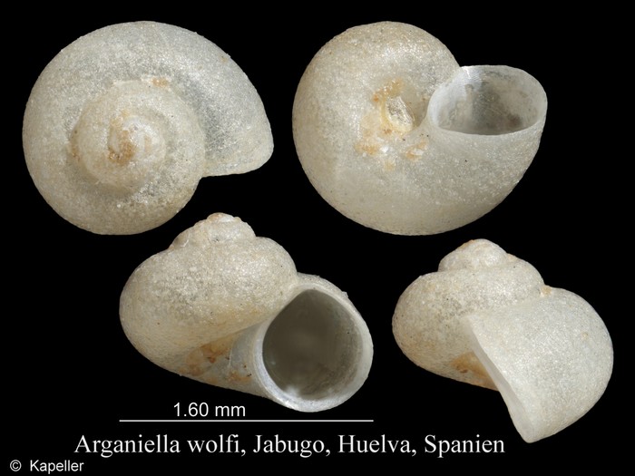 Arganiella wolfi Arganiella wolfi