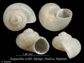 Mollusca (molluscs)