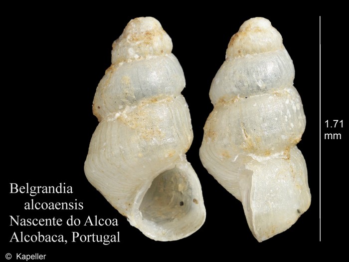 Belgrandia alcoaensis Belgrandia alcoaensis
