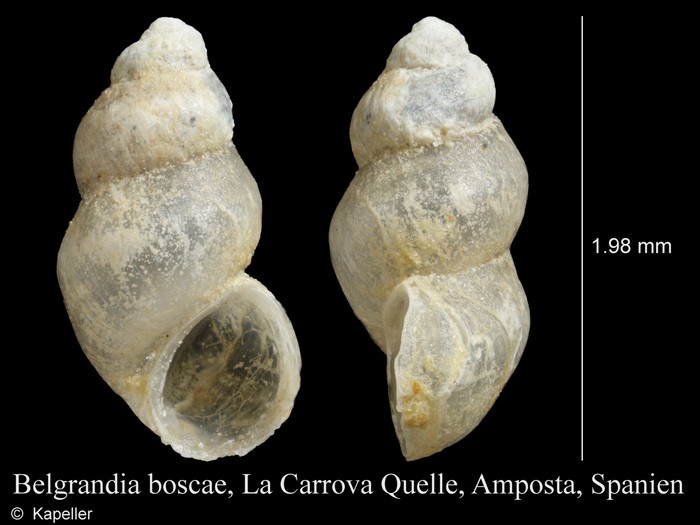Belgrandia boscae Belgrandia boscae
