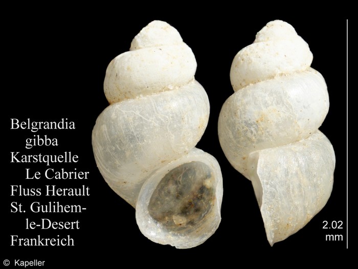 Belgrandia gibba Belgrandia gibba