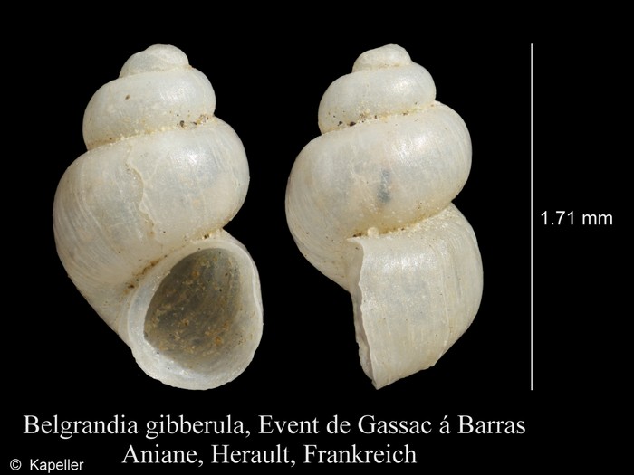 Belgrandia gibberula Belgrandia gibberula
