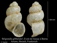 Belgrandia gibberula