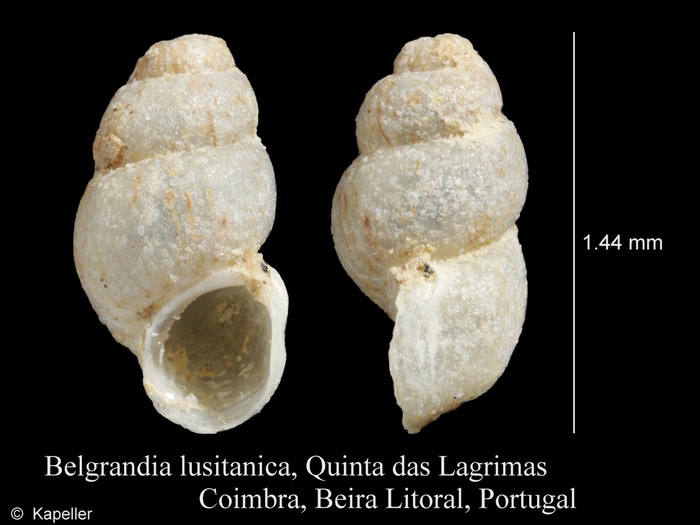 Belgrandia lusitanica Belgrandia lusitanica