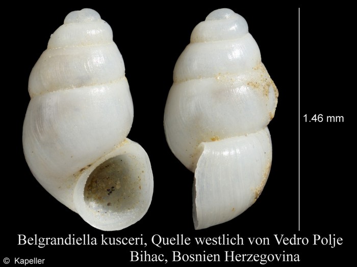 Belgrandiella kusceri Belgrandiella kusceri