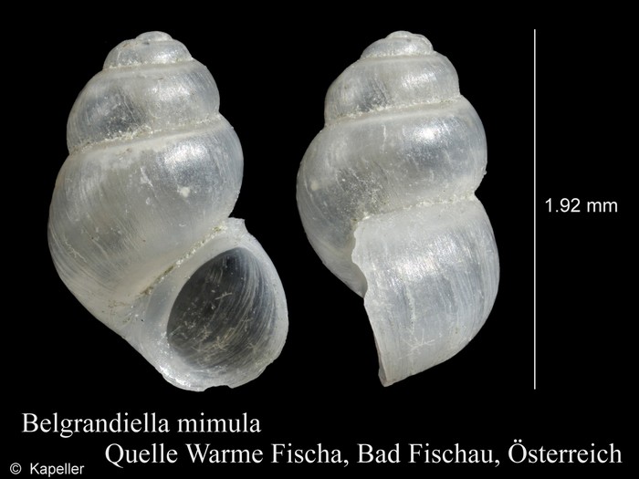 Belgrandiella mimula Belgrandiella mimula