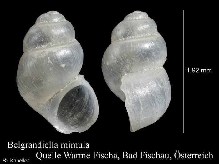 Belgrandiella mimula