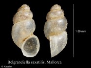 Belgrandiella saxatilis