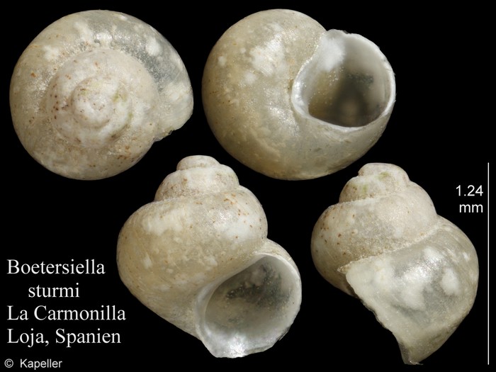 Boetersiella sturmi Boetersiella sturmi