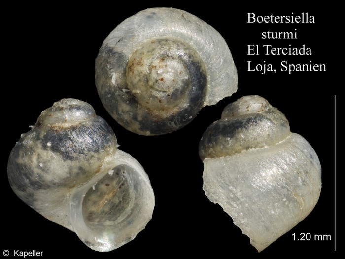 Boetersiella sturmi Boetersiella sturmi