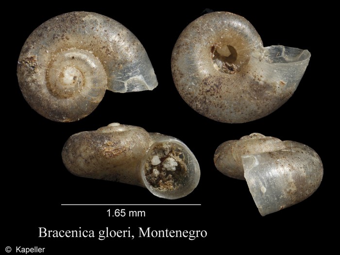 Bracenica gloeri Bracenica gloeri