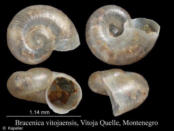 Bracenica vitojaensis Bracenica vitojaensis