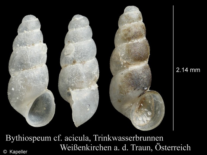 Bythiospeum acicula Bythiospeum acicula