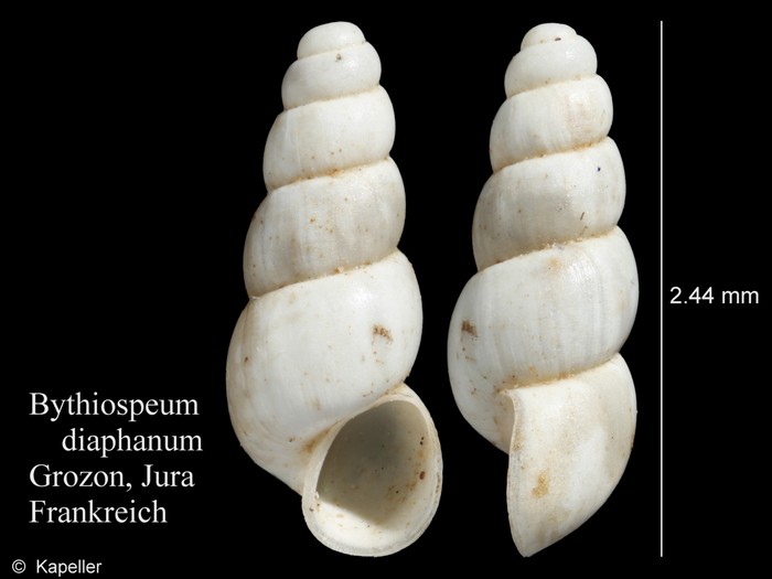 Bythiospeum diaphanum Bythiospeum diaphanum