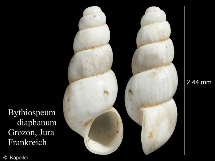 Bythiospeum diaphanum