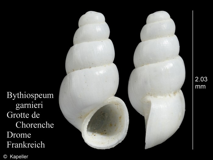 Bythiospeum garnieri Bythiospeum garnieri